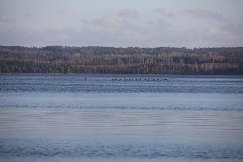 Sjoenaera Stuga Med Bat Och Bastu Ramkvilla Eksteriør billede